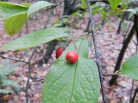 Cotoneaster bullatus 6, Saxifraga-Rutger Barendse