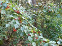 Cotoneaster bullatus 9, Saxifraga-Rutger Barendse