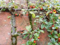 Cotoneaster dammeri 4, Saxifraga-Rutger Barendse