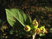 Cotoneaster dielsianus 11, Diels cotoneaster, Saxifraga-Rutger Barendse