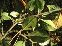 Cotoneaster dielsianus 12, Diels cotoneaster, Saxifraga-Rutger Barendse