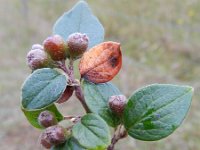 Cotoneaster dielsianus 14, Diels cotoneaster, Saxifraga-Rutger Barendse