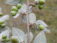 Cotoneaster dielsianus 15, Diels cotoneaster, Saxifraga-Rutger Barendse