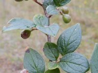 Cotoneaster dielsianus 16, Diels cotoneaster, Saxifraga-Rutger Barendse