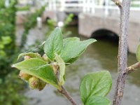 Cotoneaster dielsianus 2, Diels cotoneaster, Saxifraga-Rutger Barendse