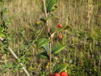 Cotoneaster dielsianus 5, Diels cotoneaster, Saxifraga-Rutger Barendse