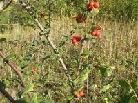 Cotoneaster dielsianus 6, Diels cotoneaster, Saxifraga-Rutger Barendse