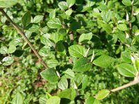 Cotoneaster franchetii 11, Saxifraga-Rutger Barendse