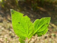 Cotoneaster franchetii 6, Saxifraga-Rutger Barendse