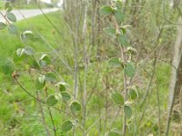 Cotoneaster ganghobaensis 2, Saxifraga-Rutger Barendse