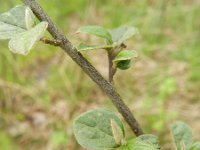 Cotoneaster ganghobaensis 3, Saxifraga-Rutger Barendse