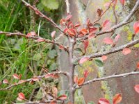 Cotoneaster horizontalis 10, Saxifraga-Rutger Barendse