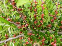 Cotoneaster horizontalis 11, Saxifraga-Rutger Barendse