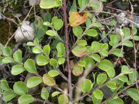 Cotoneaster horizontalis 2, Saxifraga-Rutger Barendse