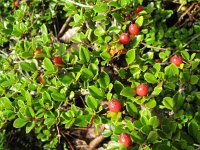 Cotoneaster horizontalis 4, Saxifraga-Rutger Barendse