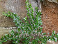 Cotoneaster horizontalis 7, Saxifraga-Rutger Barendse