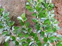 Cotoneaster horizontalis 8, Saxifraga-Rutger Barendse