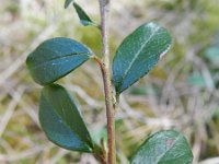 Cotoneaster integrifolius 2, Saxifraga-Rutger Barendse