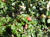 Cotoneaster integrifolius 4, Saxifraga-Rutger Barendse