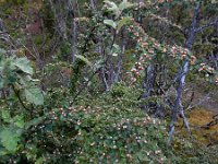 Cotoneaster scandinavicus