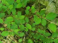 Cotoneaster zabelii 2, Saxifraga-Rutger Barendse