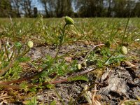 Cotula australis 10, Kamilleknopje, Saxifraga-Ed Stikvoort