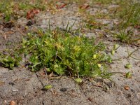 Cotula australis 11, Kamilleknopje, Saxifraga-Ed Stikvoort