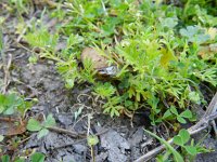 Cotula australis 15, Kamilleknopje, Saxifraga-Rutger Barendse