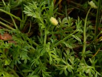 Cotula australis 18, Kamilleknopje, Saxifraga-Ed Stikvoort