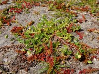 Cotula australis 2, Kamilleknopje, Saxifraga-Ed Stikvoort