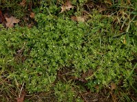 Cotula australis 20, Kamilleknopje, Saxifraga-Ed Stikvoort