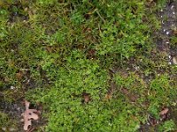 Cotula australis 21, Kamilleknopje, Saxifraga-Ed Stikvoort