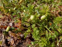 Cotula australis 3, Kamilleknopje, Saxifraga-Ed Stikvoort