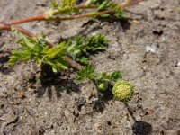 Cotula australis 4, Kamilleknopje, Saxifraga-Ed Stikvoort