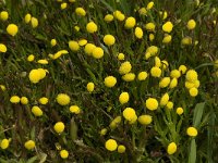 Cotula coronopifolia 13, Goudknopje, Saxifraga-Willem van Kruijsbergen