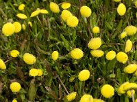 Cotula coronopifolia 17, Goudknopje, Saxifraga-Jan van der Straaten