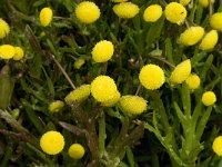 Cotula coronopifolia 18, Goudknopje, Saxifraga-Jan van der Straaten