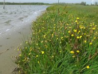 Cotula coronopifolia 2, Goudknopje, Saxifraga-Rutger Barendse