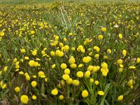 Cotula coronopifolia 20, Goudknopje, Saxifraga-Jan van der Straaten