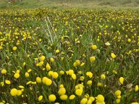 Cotula coronopifolia 22, Goudknopje, Saxifraga-Jan van der Straaten