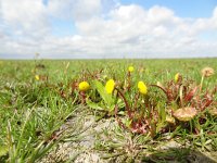 Cotula coronopifolia 23, Goudknopje, Saxifraga-Mark Zekhuis