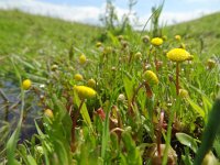 Cotula coronopifolia 24, Goudknopje, Saxifraga-Mark Zekhuis