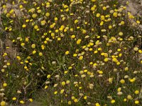 Cotula coronopifolia 26, Goudknopje, Saxifraga-Jan van der Straaten