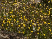 Cotula coronopifolia 27, Goudknopje, Saxifraga-Jan van der Straaten