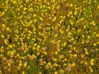 Cotula coronopifolia 33, Goudknopje, Saxifraga-Ed Stikvoort