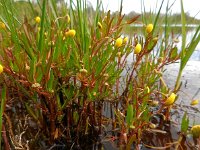 Cotula coronopifolia 36, Goudknopje, Saxifraga-Ed Stikvoort