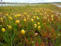 Cotula coronopifolia 37, Goudknopje, Saxifraga-Ed Stikvoort