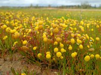 Cotula coronopifolia 38, Goudknopje, Saxifraga-Ed Stikvoort