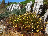 Cotula coronopifolia 39, Goudknopje, Saxifraga-Ed Stikvoort