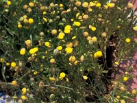 Cotula coronopifolia 4, Goudknopje, Saxifraga-Jan van der Straaten